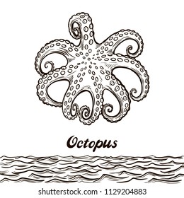 sea octopus on white background. vector illustration