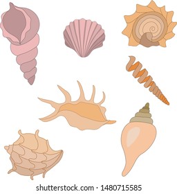 sea ​​shells on a white background