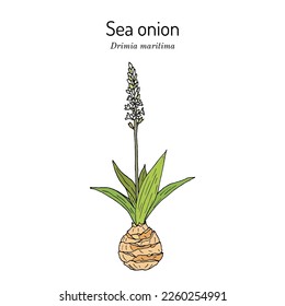 Sea onion or maritime squill. (Drimia maritima), medicinal plant. Hand drawn botanical vector illustration