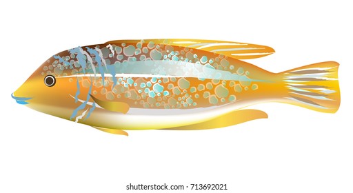 Sea orange fish. Vector illustration.