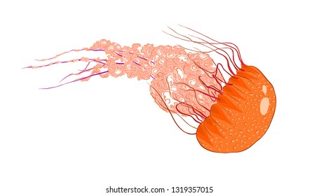 Sea Orange Jellyfish