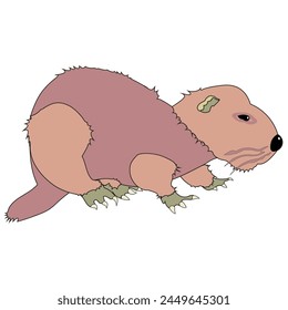 Sea Otter side view illustration on White Background