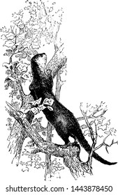 Sea Otter, vintage engraved illustration.