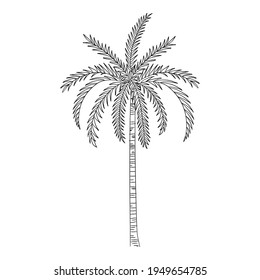 Sea palm icon. Hand drawn and outline illustration of Sea palm vector icon for web design