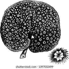 Sea Pansy is a sea pen in the Renillidae family vintage line drawing or engraving illustration.