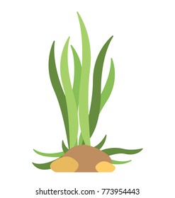 
A sea plant, flat vector icon of a seaweed
