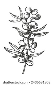 Sea ​​​​buckthorn plant ink sketch with engraving hand drawn vector illustration. Drawing orange berries isolated on white background for logo, print, paper, design, card. Healthy food, harvest, fruit