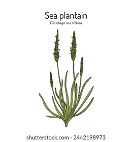 Sea plantain, or Goose tongue (Plantago maritima), edible and medicinal plant. Hand drawn botanical vector illustration