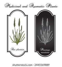 Sea plantain, or Goose tongue (Plantago maritima), edible and medicinal plant. Hand drawn botanical vector illustration