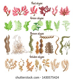  Sea plants and aquarium seaweed vector set. Nature seaweed black silhouette illustration