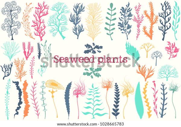 Sea plants and aquarium seaweed\
vector set. Nature seaweed black silhouette\
illustration