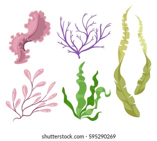 Sea Plants And Aquatic Marine Algae Seaweed Set Vector Illustration. Yellow And Brown, Red And Green Aquarium .