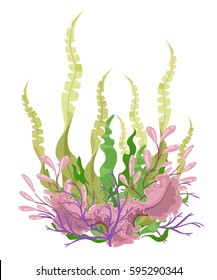 Sea plants and aquatic marine algae Seaweed set vector illustration. Yellow and brown, red and green aquarium .