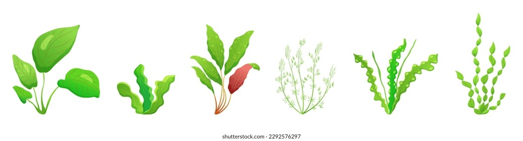 Sea plants. Seaweed on white background. Vector illustration of aquatic vegetation. Aquarium grass.