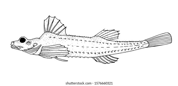 Sea poacher. Northwest Pacific ocean fish. Black and white hand drawn vector illustration.