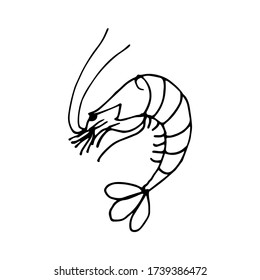 Sea prawn, hand-drawn line art. Sea dweller, cute image. Vector illustration.