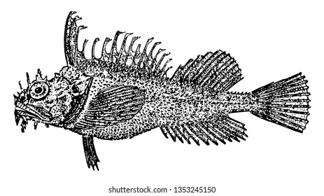 Sea Raven is a bottom dwelling fish vintage line drawing or engraving illustration.