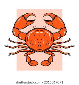 Sea red crab with claws. The underwater world of animals. Food seafood. Delicious delicacy on the restaurant menu. Vector isolated art illustration. Hand drawn line