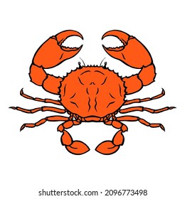 Sea red crab on a white background. The underwater world of animals. Delicious delicacy of the restaurant. Vector isolated art illustration hand drawn