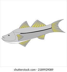 Sea And River Fish Robalo Fish Scientific Name Centropomus Undecimalis