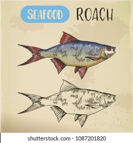 Sea roach sketch or hand drawn river fish. Signboard with common slater. Underwater mediterranean fish for restaurant menu. Seafood and underwater wildlife, fauna and nautical theme