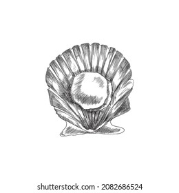 Muscheln aus Muscheln auf offener Schale, handgezeichnet, Vektorgrafik auf Gravur einzeln auf weißem Hintergrund. Scallop oder escallop Muscheln monochrome Bild.