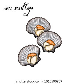 Sea scallop. Seafood. Vector illustration. Isolated image on white background. Vintage style.