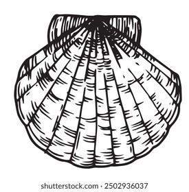 sea ​​clam, scallop. vector illustration in sketch style