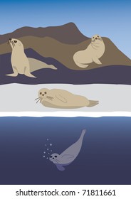 Sea Seals. Vector illustration.