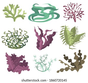 Sea seaweeds set. Green purple and brown algae isolated on white background. Vector illustrations collection for ocean life, sea plant, underwater flora, nature concept