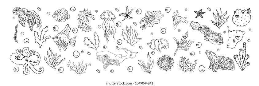 Sea set with fish and seaweed. White whale. Perch. Laminaria. Sea urchin. Turtle. Jellyfish. Octopus. Seahorse. Starfish. Doodle style. Inhabitants of the ocean, lake, sea.