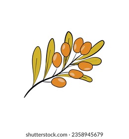 Sea ​​​​buckthorn set. Natural fresh ripe tasty berries. Vector illustration for background, packaging, textile, card and various other designs.  Template  icons. Food concept.