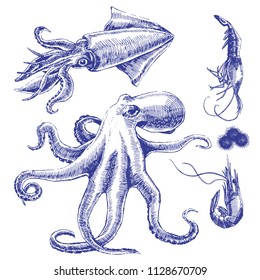 Sea set with octopus, squid, shrimps. Vector