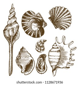 Sea set with seashells, mussels and mollusks. Vector