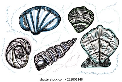 Sea Set from seashells on white background.