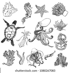 sea set, sea turtle, octopus, cuttlefish,jellyfish, anchor, ink, coral, actinium, vector illustration isolated on white background ,