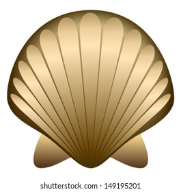 sea shell