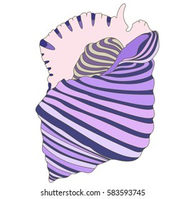 sea shell
