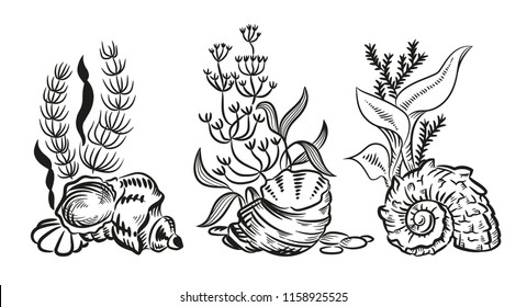 Sea shell algae beach hand drawn sketch style illustration set isolated on white background illustration. Realistic various mollusk different forms.
