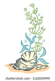 Sea shell algae beach hand drawn sketch style illustration set isolated on white background illustration. Realistic various mollusk different forms.