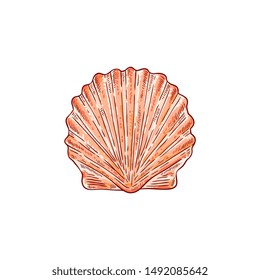 Sea shell with closed flaps, tropical seashell with underwater world and nature, hand drawn isolated vector illustration.