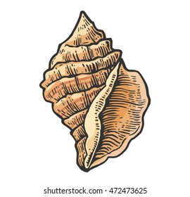 Sea shell. Color engraving vintage illustration. Isolated on white background