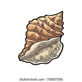 Sea shell. Color vector engraving vintage illustration. Isolated on white background