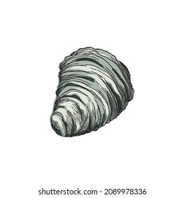 Sea shell in colored sketch style, hand drawn vector illustration isolated on white background. Vintage seashell with engraving, underwater life element for marine design.