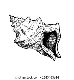Sea shell conch. Hand drawn sketch style illustration. Best for summer and beach holidays designs. Vector drawing isolated on white background.
