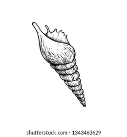 Sea shell conch. Hand drawn sketch style illustration. Best for summer and beach holidays designs. Vector drawing isolated on white background.
