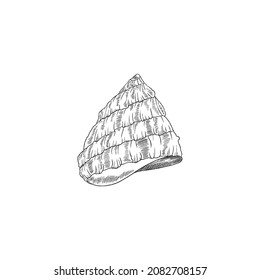 Sea shell in cone shape, engraving vintage style vector illustration isolated on white background. Shell of a mollusk or crustacean, spiral marine seashell.
