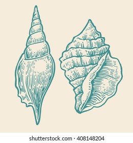 Sea shell. Engraving vintage illustration. 