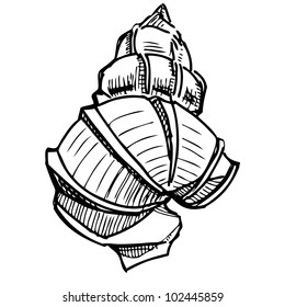 Sea shell. Hand drawing sketch vector illustration