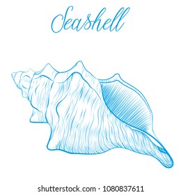 Sea shell Hand drawn blue linear vector illustration.Marine wildlife decorative designer graphic art element isolated. Perfect for invitations, greeting cards, posters
